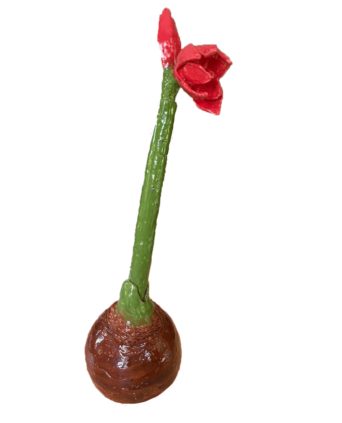 amarylis